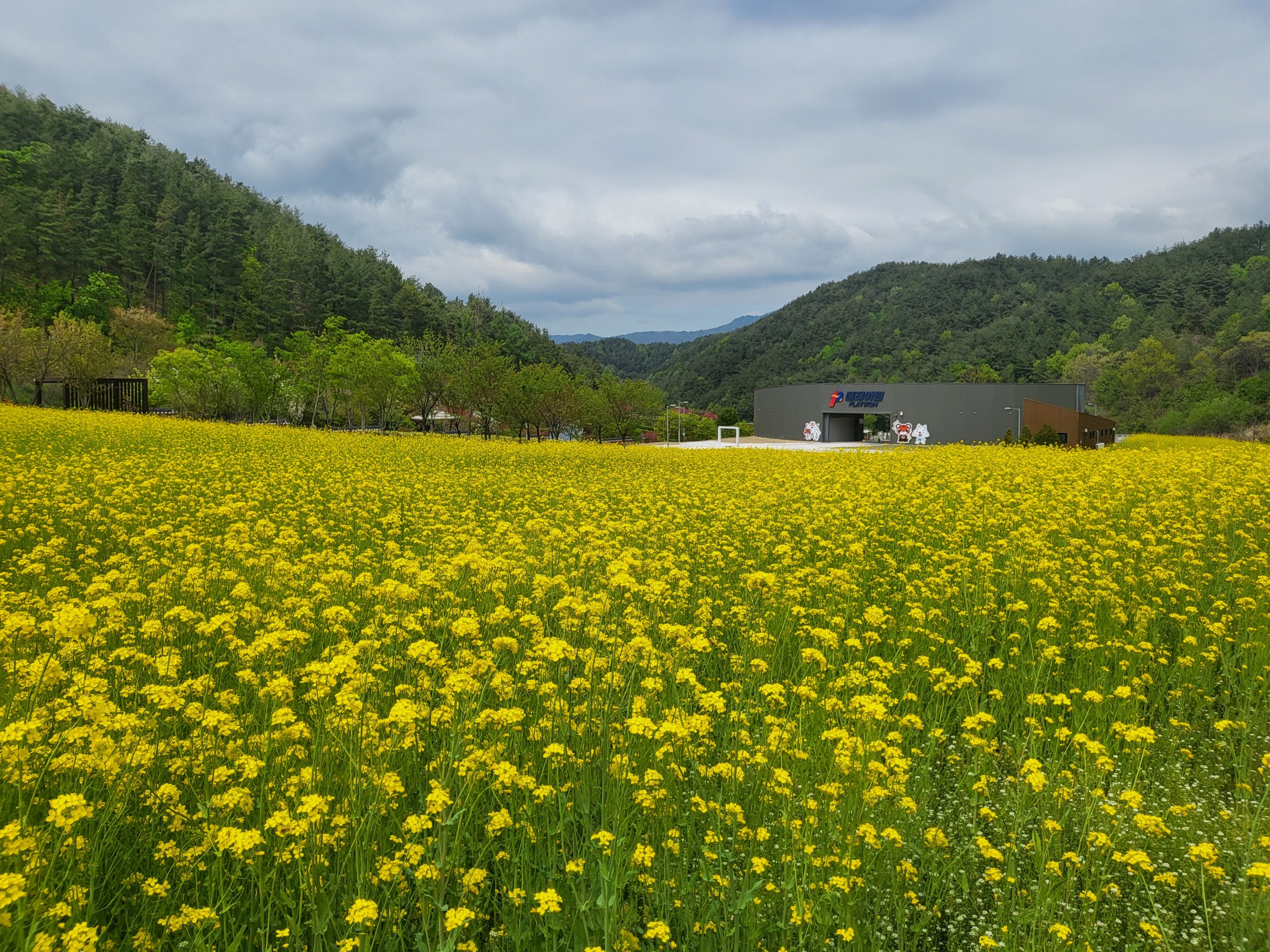 Weites Feld mit gelben Blüten vor einem Gebäude des Taekwondowon, umgeben von bewaldeten Hügeln.